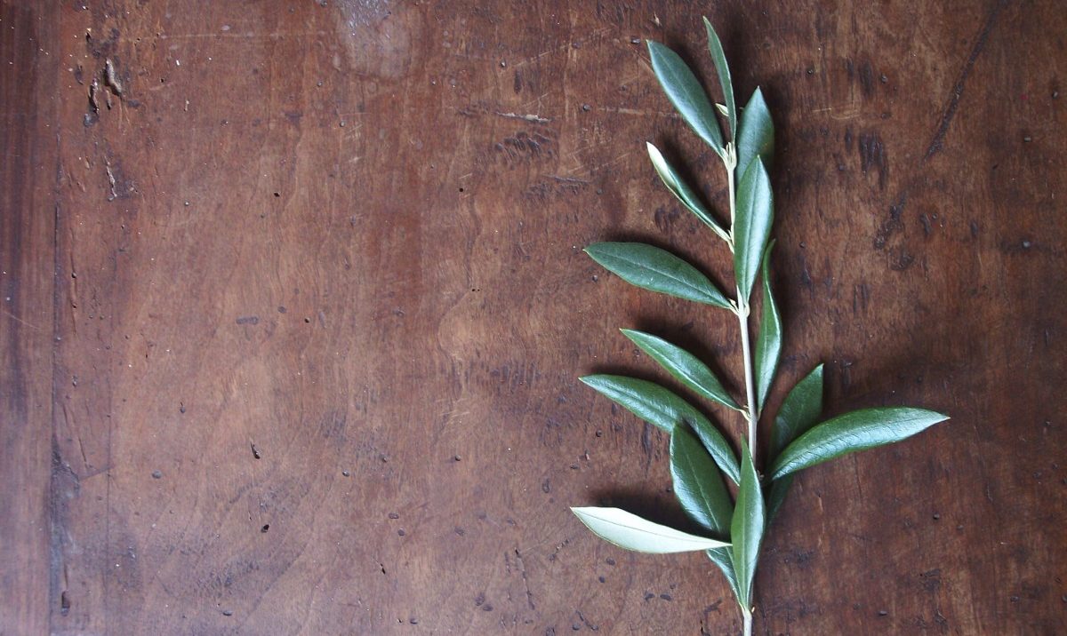 The olive branch: the fascinating history of a symbol
